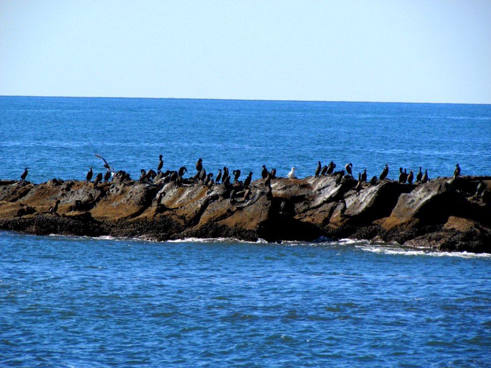Seabirds at Yaquina Head in OR