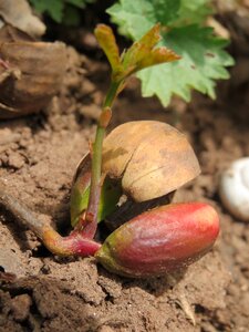 French oak seedling sapling photo