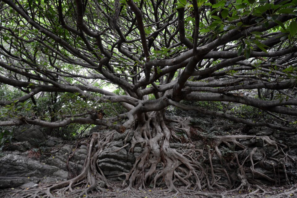 Cape muroto banyan arboretum
