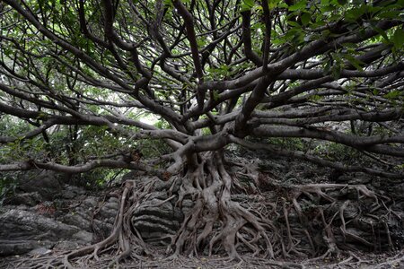 Cape muroto banyan arboretum