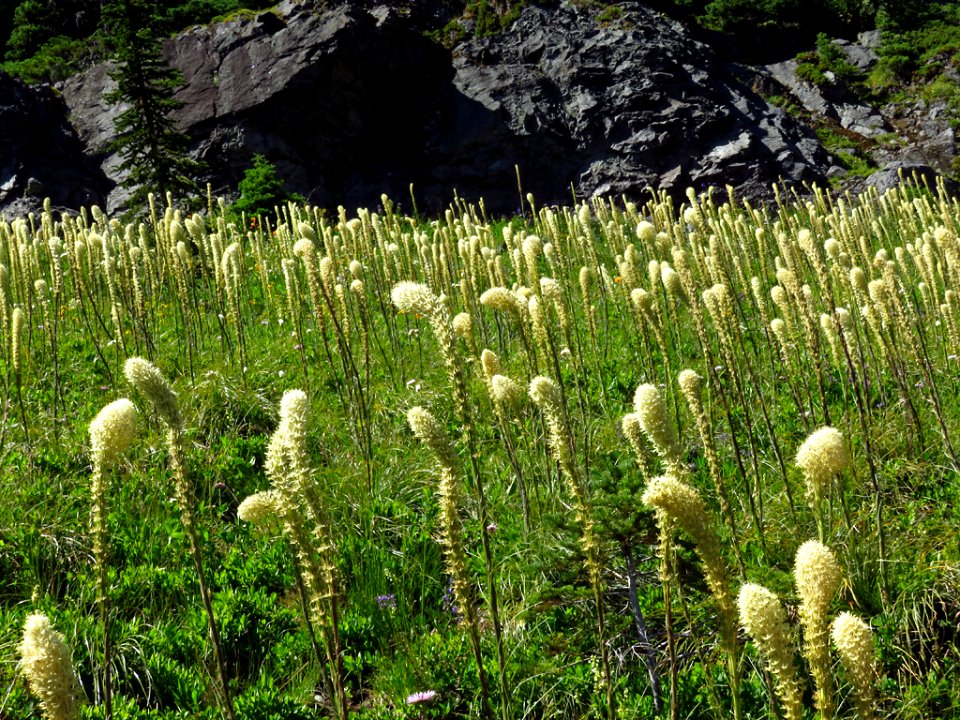 Tolmie Peak Trail at Mt. Rainier NP in WA