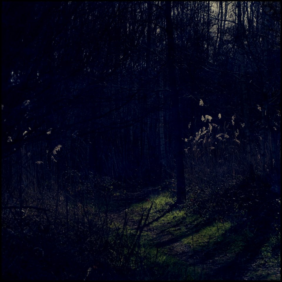 Deep Forest