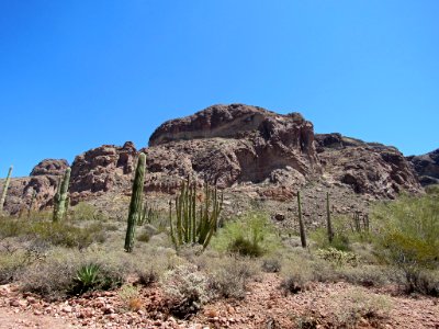Organ Pipe Cactus NM in Arizona