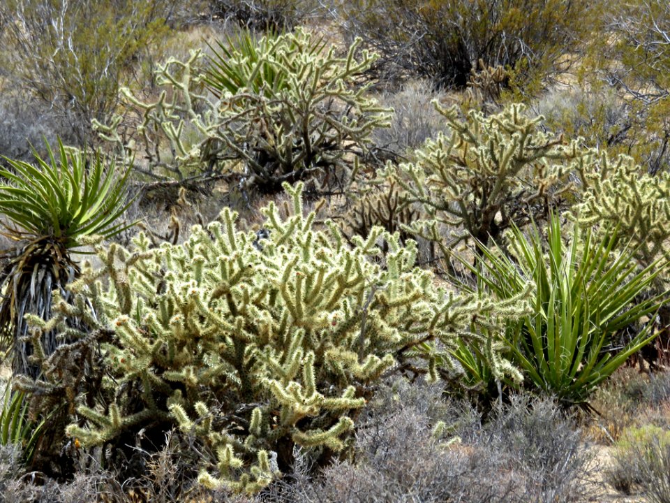 Mojave National Preserve in California