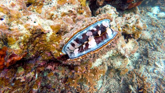 Clam Diving in Ishigaki Japan