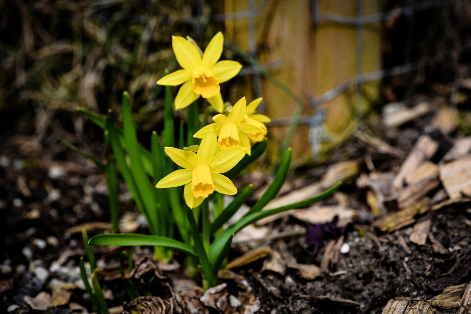 Incomplete flower yellow