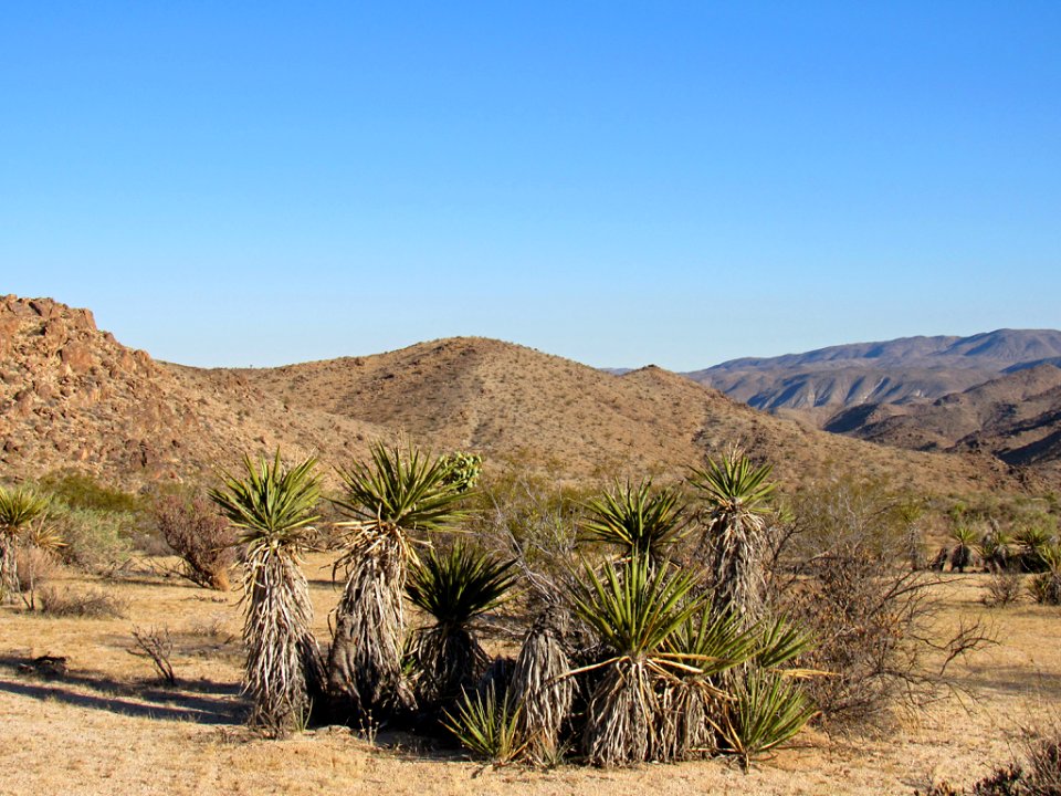 Joshua Tree NP in California