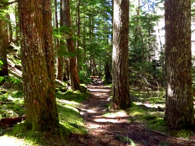 Ramona Falls Hike at Mt. Hood Wilderness in Oregon