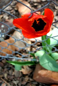 Flower Through the Fence