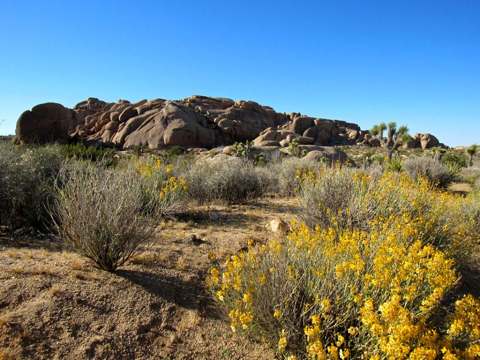 Joshua Tree NP in California