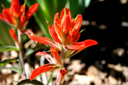 Indian Paintbrush