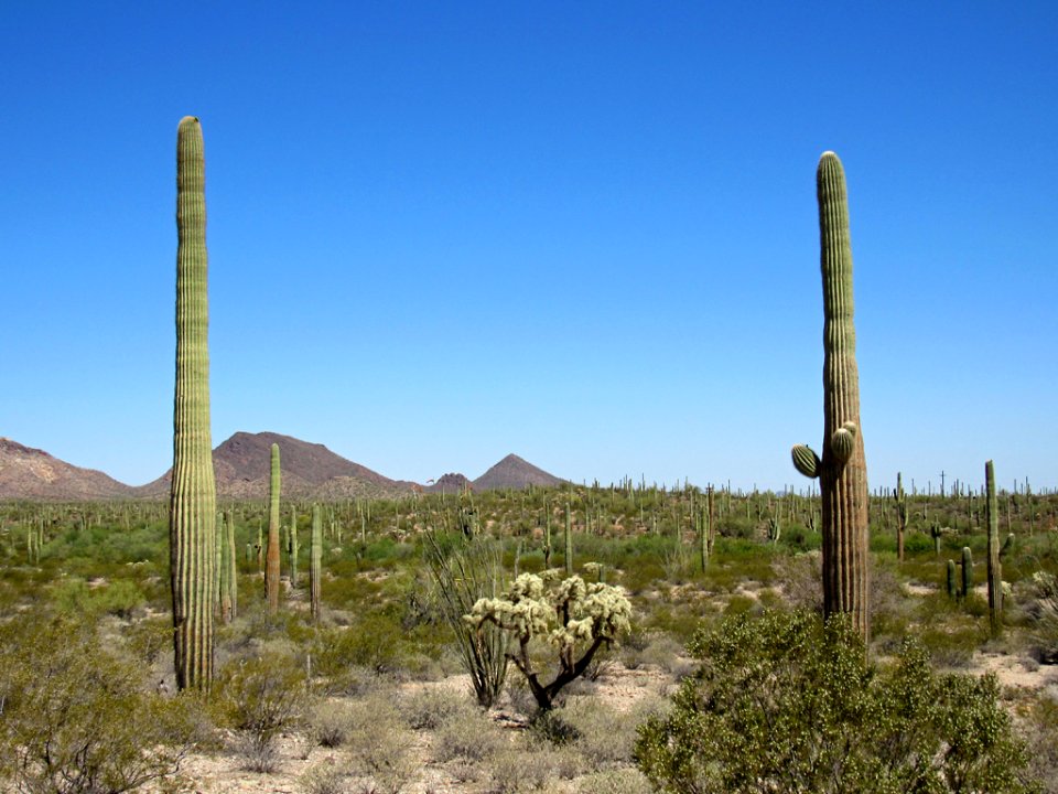 Organ Pipe Cactus NM in Arizona