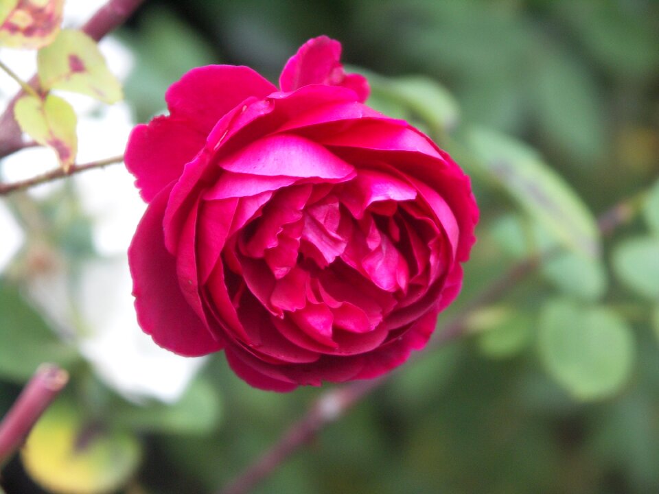 Blooming blossom romantic photo