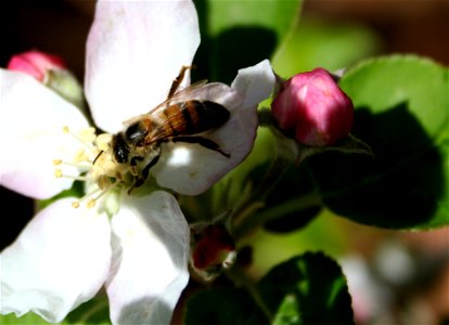 Bee At Work