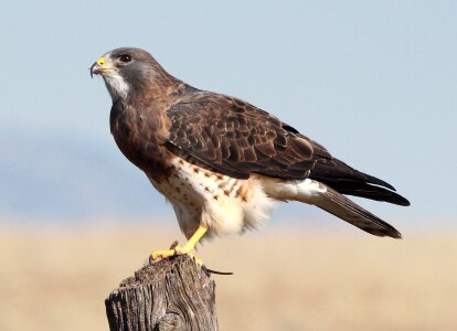 Wildlife perched post photo