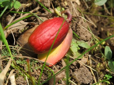 French oak seedling sapling photo