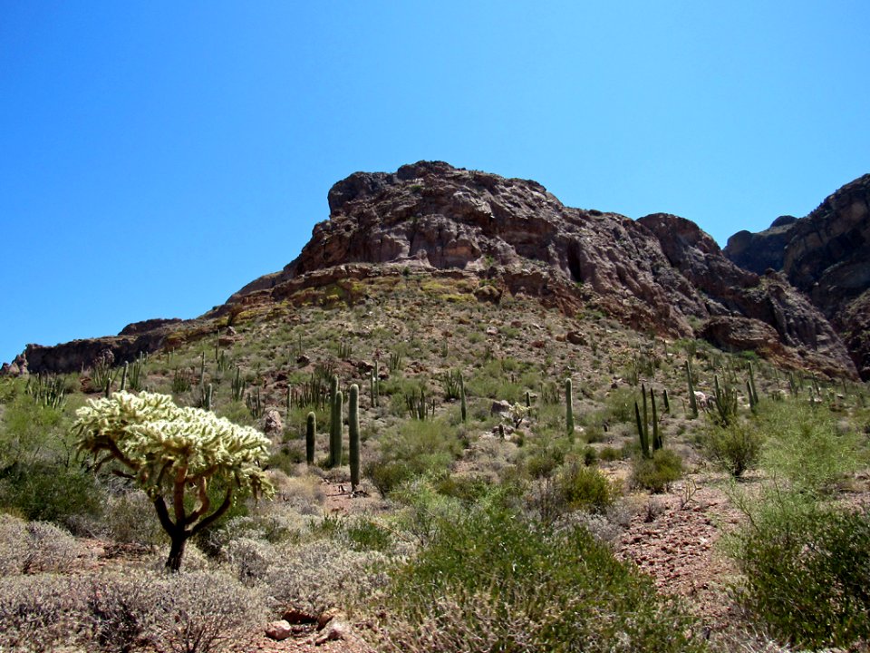 Organ Pipe Cactus NM in Arizona