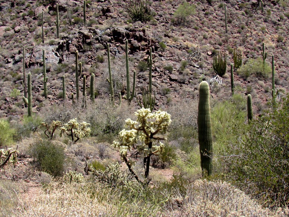 Organ Pipe Cactus NM in Arizona