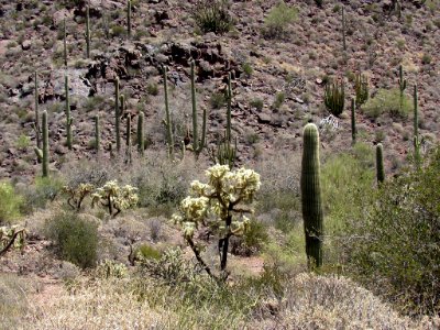 Organ Pipe Cactus NM in Arizona