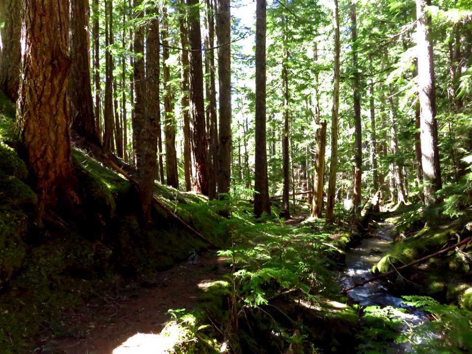 Ramona Falls Hike at Mt. Hood Wilderness in Oregon