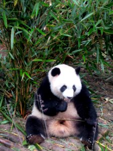 Giant Panda sitting Giant Panda Breeding Center Chengdu China photo