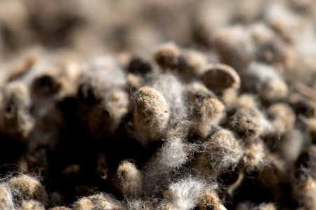 20181108-APHIS-LSC-0430