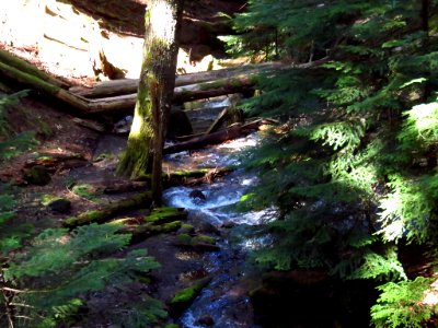 Ramona Falls Hike at Mt. Hood Wilderness in Oregon photo