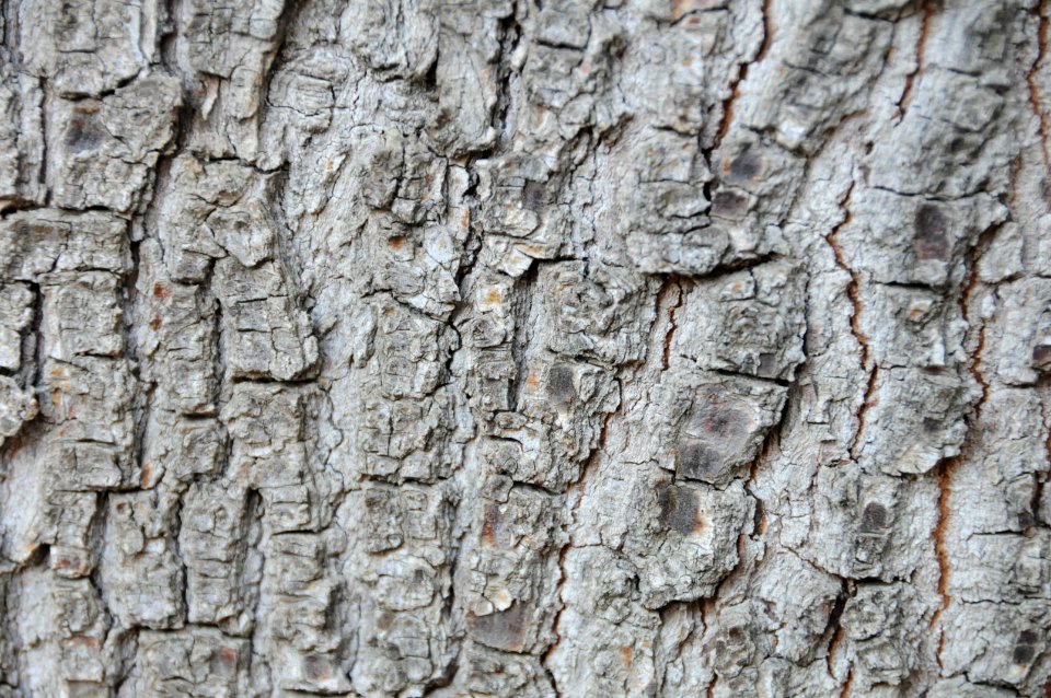 Tree Bark Texture A