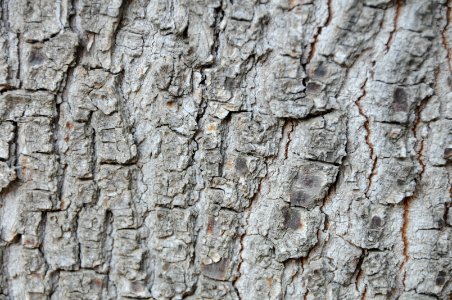 Tree Bark Texture A