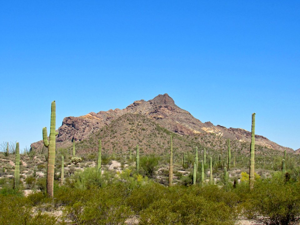 Organ Pipe Cactus NM in Arizona