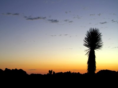 Sunset at Joshua Tree NP in CA