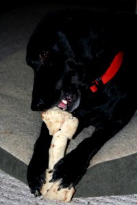 I Have a Bone to Pick With Me