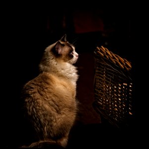 Cat with Basket photo