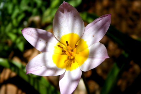Tulip Natural Color photo