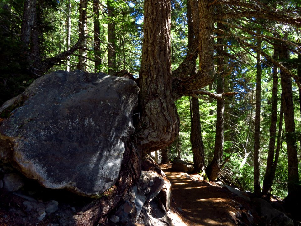 Glacier Basin Trail at Mt. Rainier NP in WA