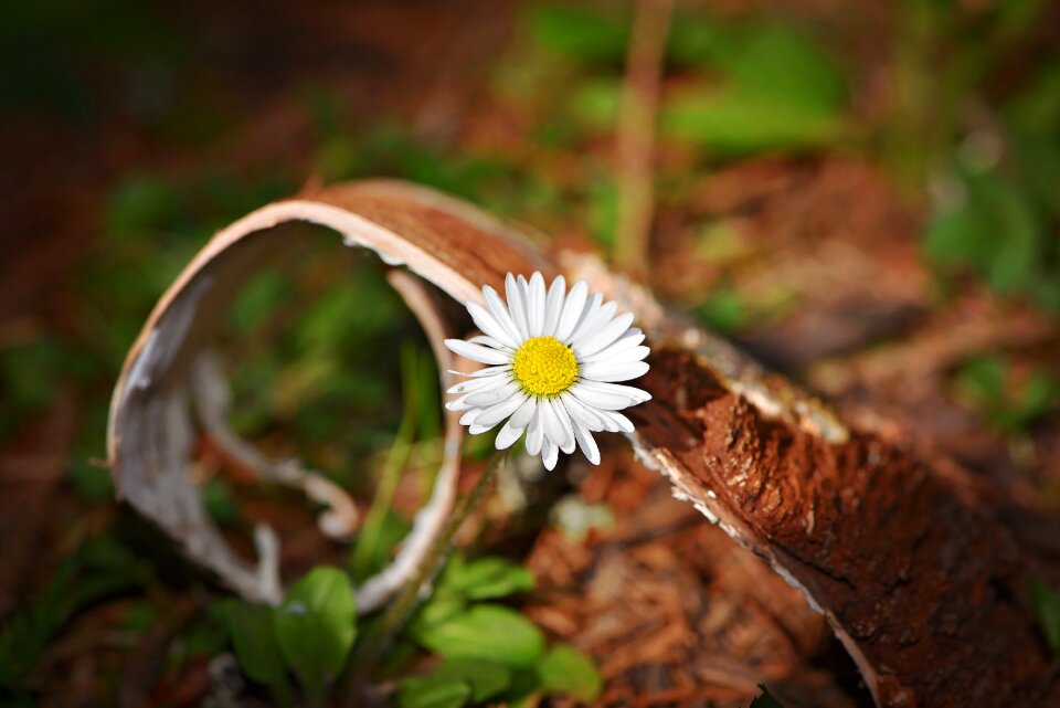 Bloom white pointed flower
