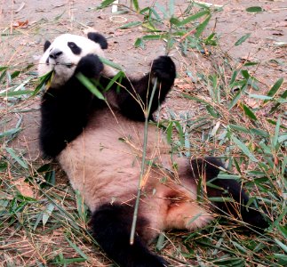 Closeup Panda on back eating Giant Panda Breeding Center Chengdu China photo