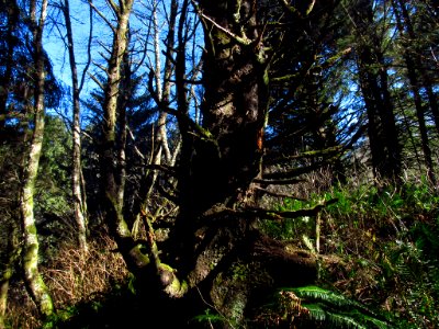 Forest at God's Thumb Hike in OR