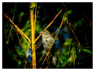 Young Sparrow