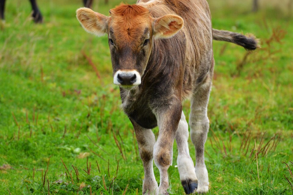 Ruminant dairy cattle pasture