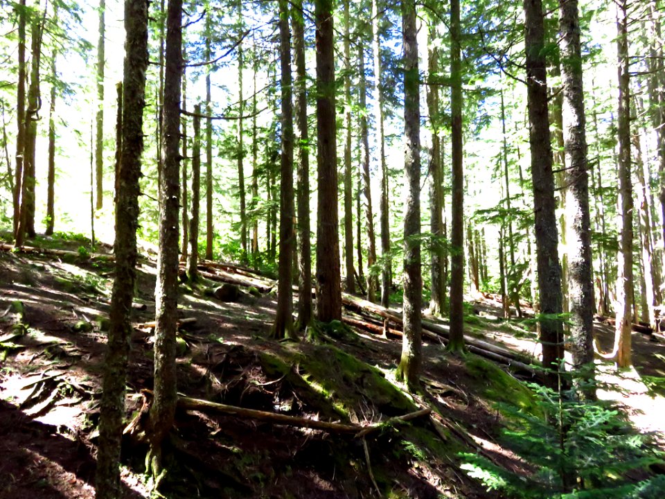 Ramona Falls Hike at Mt. Hood Wilderness in Oregon