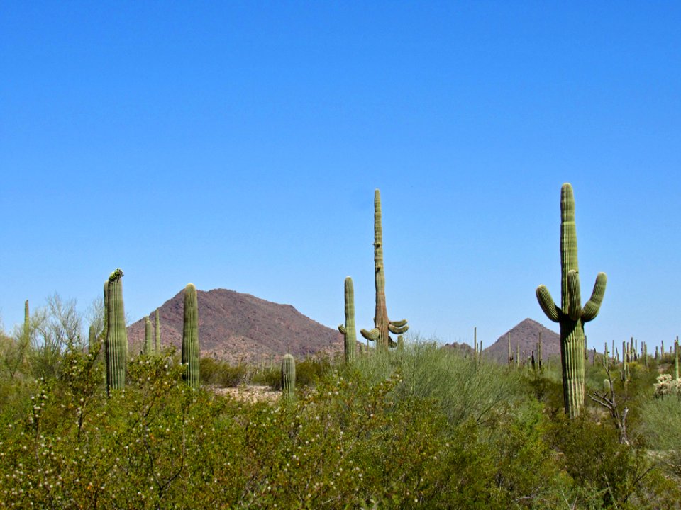 Organ Pipe Cactus NM in Arizona