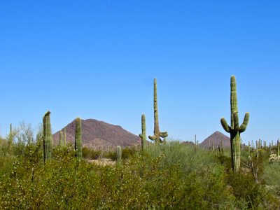 Organ Pipe Cactus NM in Arizona