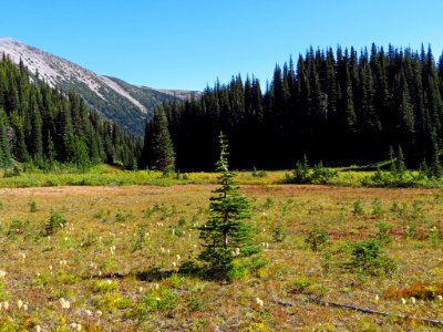 Glacier Basin Trail at Mt. Rainier NP in WA