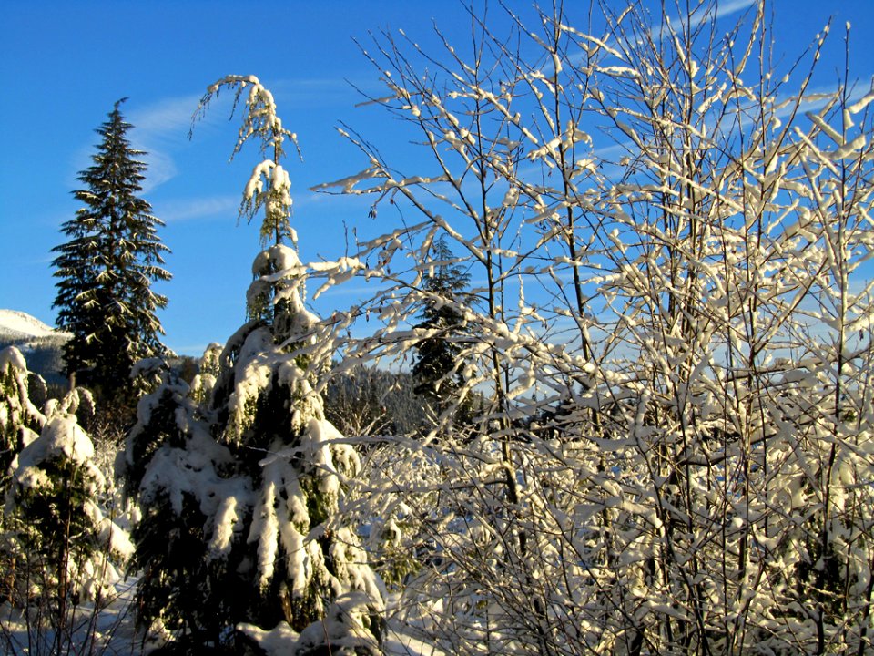 Mt. St. Helens NM in WA