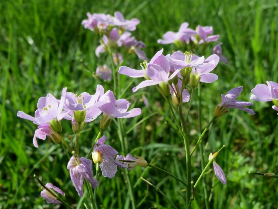 Wildflower flora macro