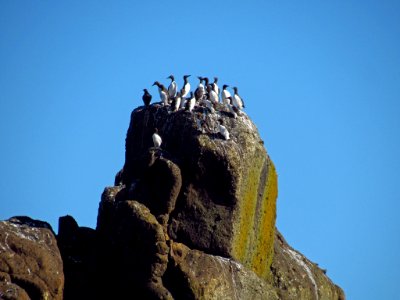 Seabirds at Yaquina Head Natural Area in OR