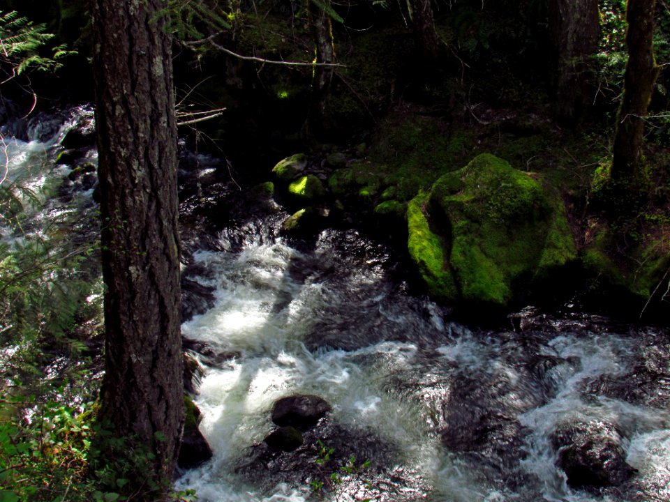Falls Creek Falls Trail in WA