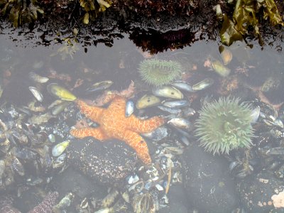 Starfish and Sea Anemone at Yaquina Head in Newport, Oregon photo