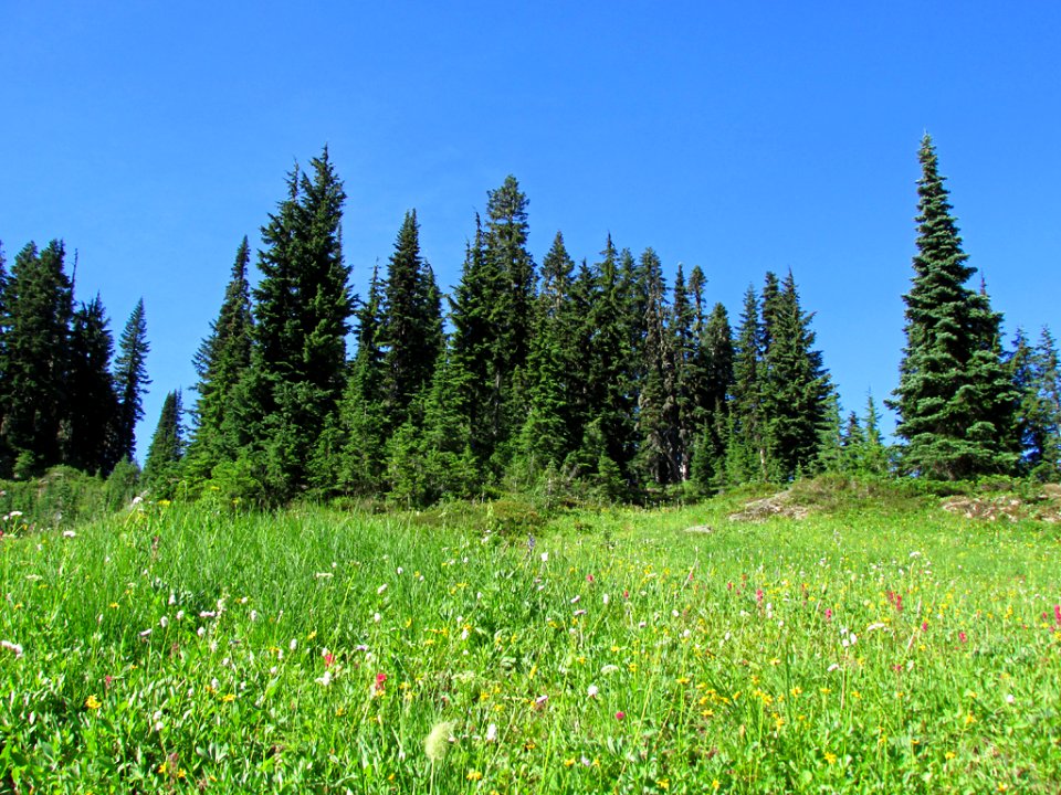 Wildflowers at Mt. Rainier NP in WA